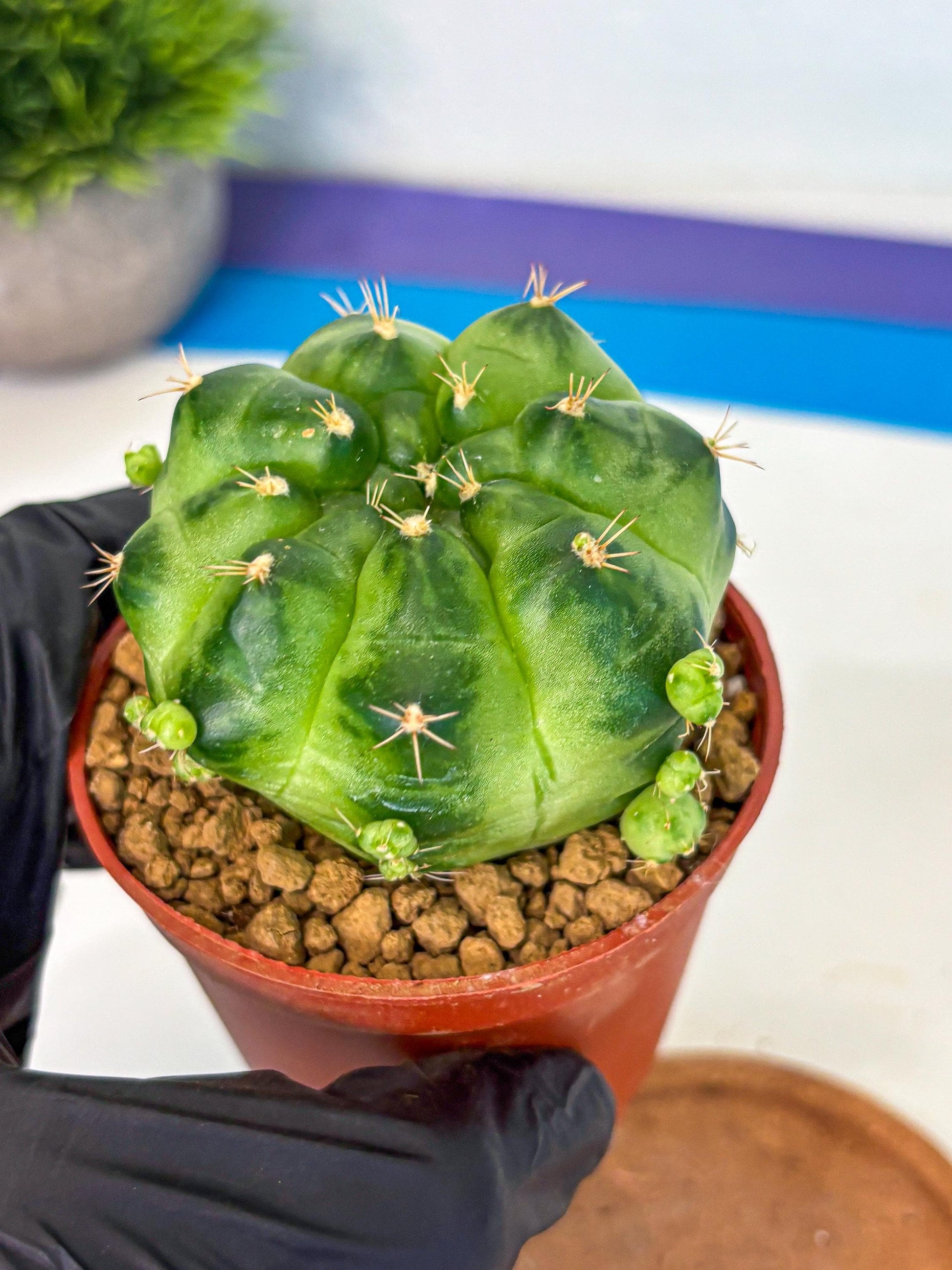Gymnocalycium Green Marble (gy7) (g2) | Hybrid Cactus