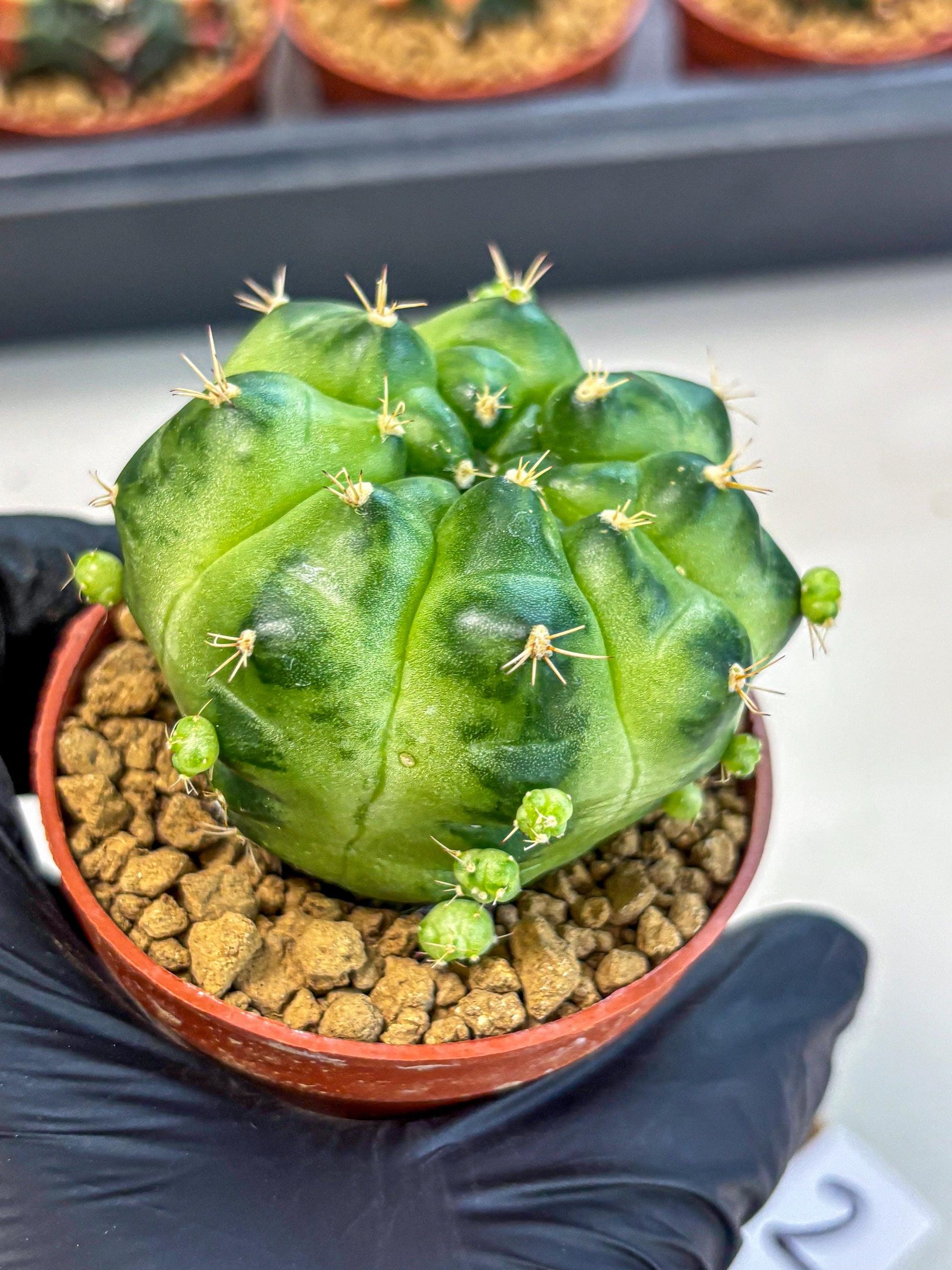 Gymnocalycium Green Marble (gy7) (g2) | Hybrid Cactus