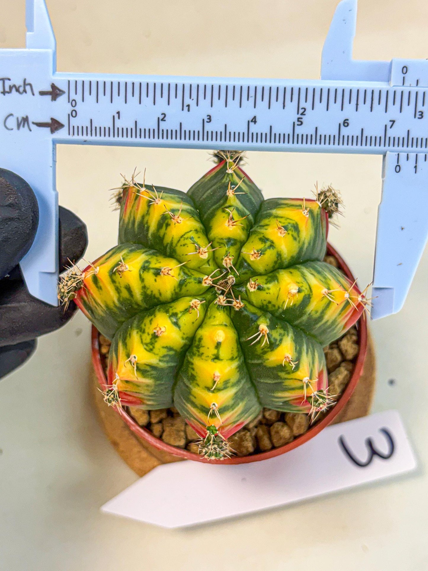 Gymnocalycium Mandarin (gy7) (g3) | Rare Hybrid cactus