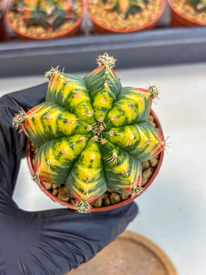 Gymnocalycium Mandarin (gy7) (g3) | Rare Hybrid cactus