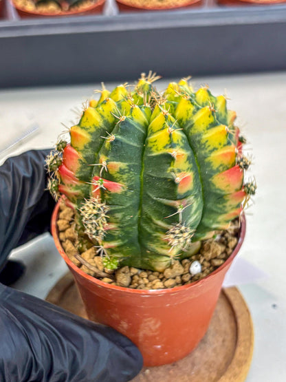 Gymnocalycium Mandarin (gy7) (g3) | Rare Hybrid cactus