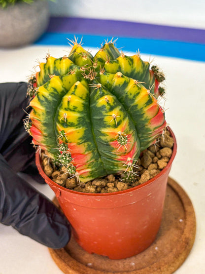 Gymnocalycium Mandarin (gy7) (g3) | Rare Hybrid cactus