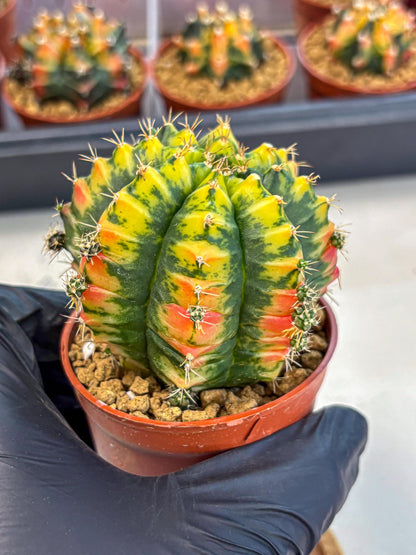 Gymnocalycium Mandarin (gy7) (g3) | Rare Hybrid cactus