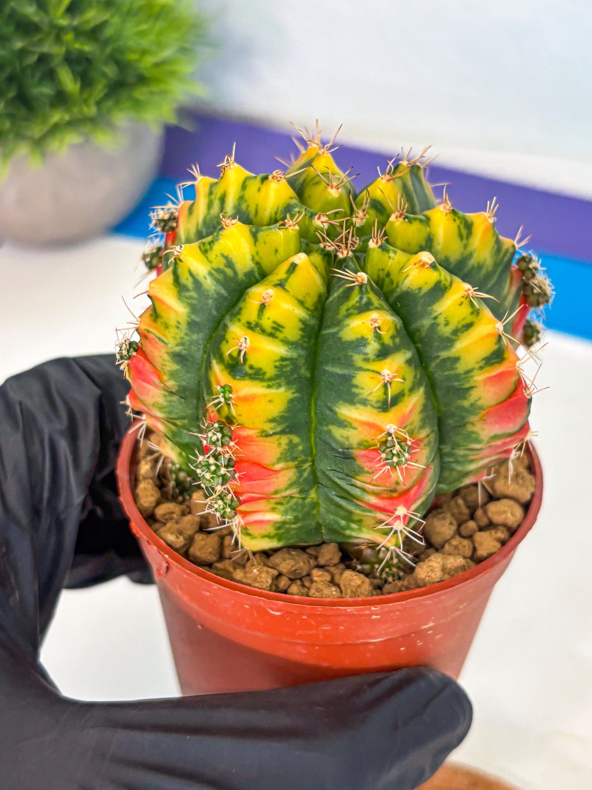 Gymnocalycium Mandarin (gy7) (g3) | Rare Hybrid cactus