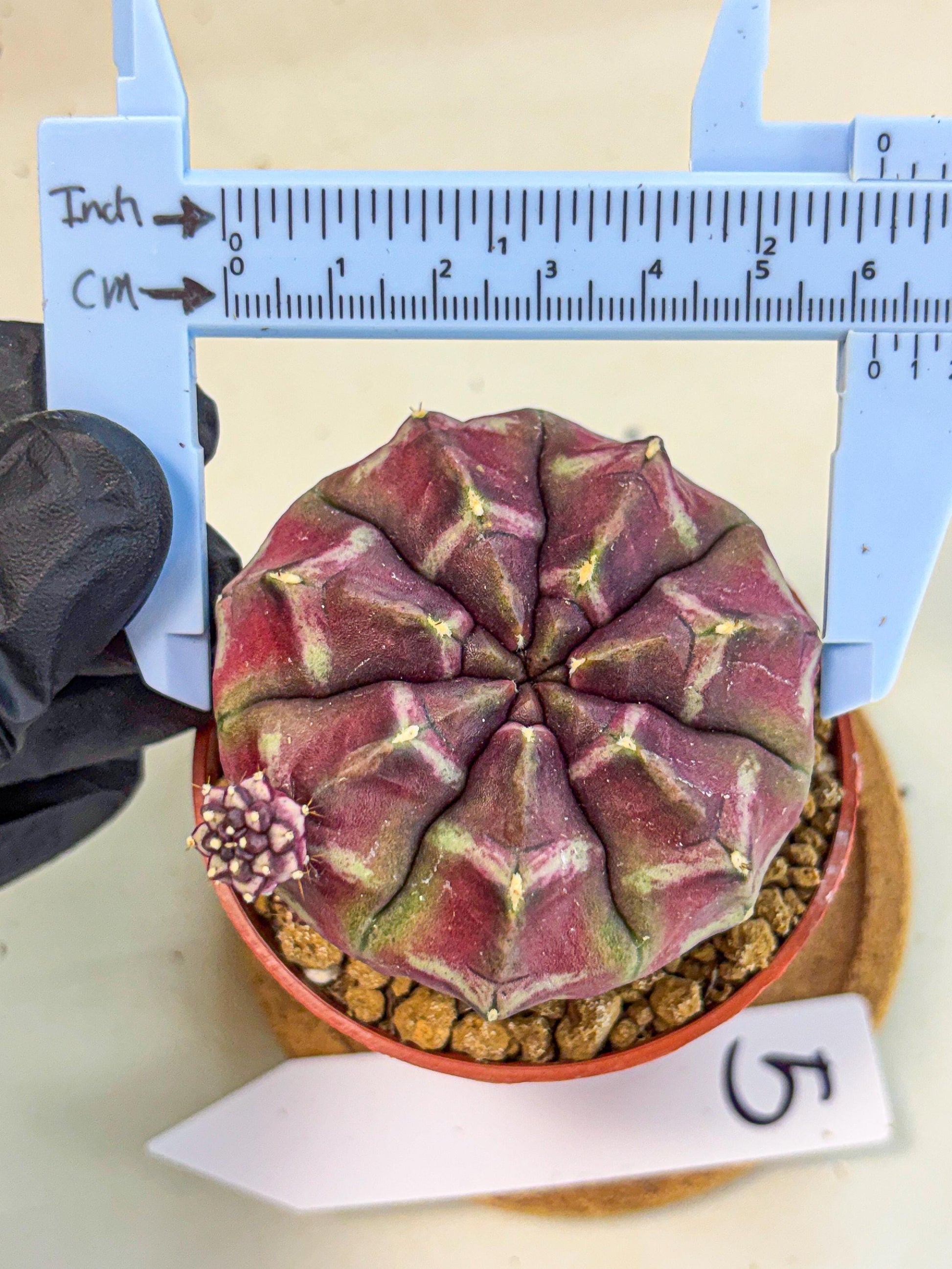 Gymnocalycium Daydream (gy7) (g5) | Rare Hybrids