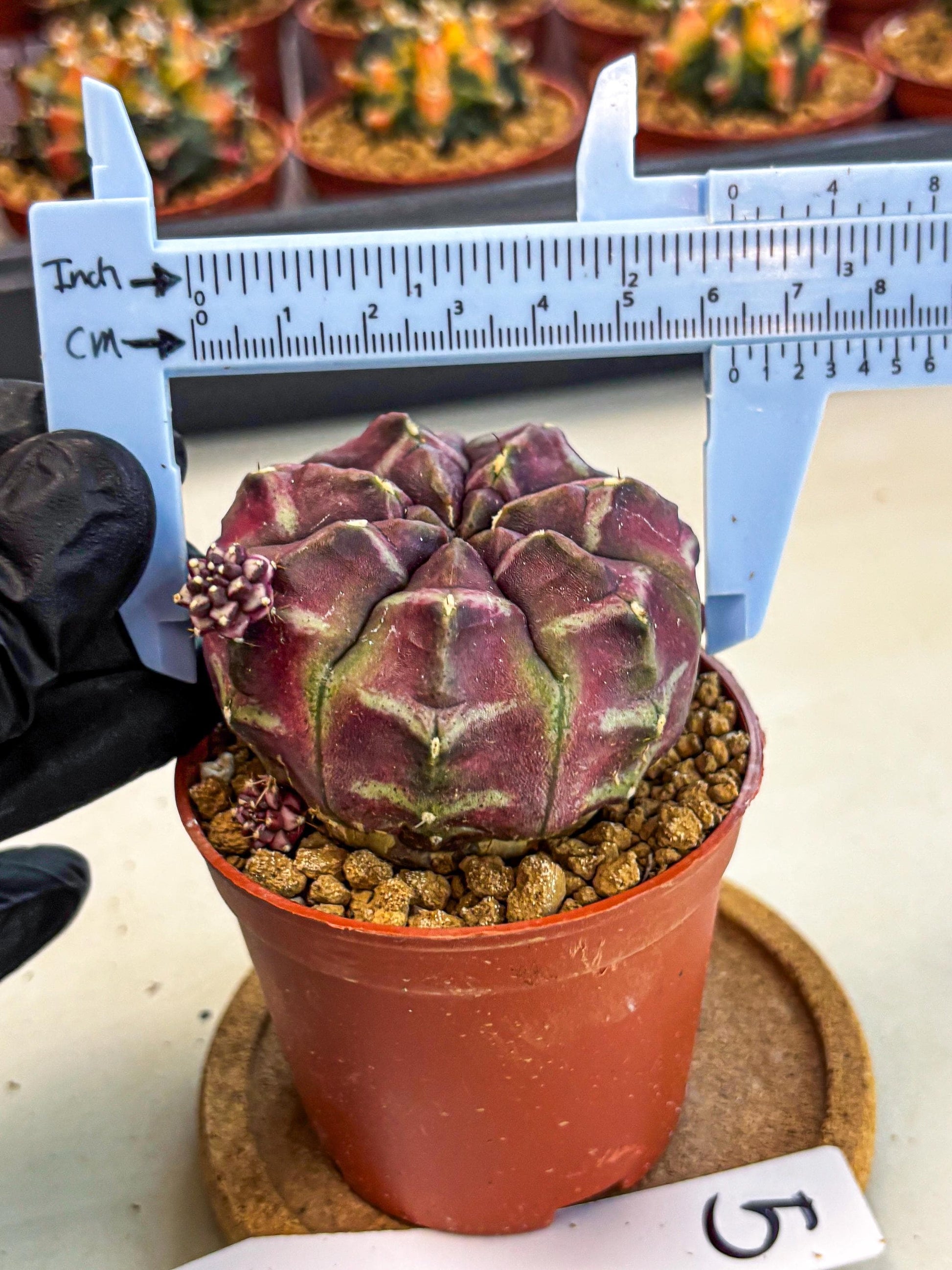 Gymnocalycium Daydream (gy7) (g5) | Rare Hybrids