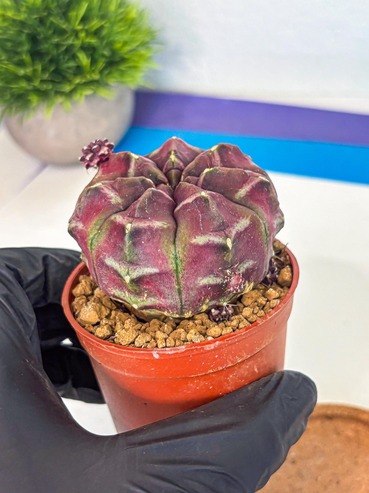 Gymnocalycium Daydream (gy7) (g5) | Rare Hybrids