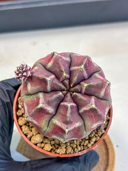 Gymnocalycium Daydream (gy7) (g5) | Rare Hybrids