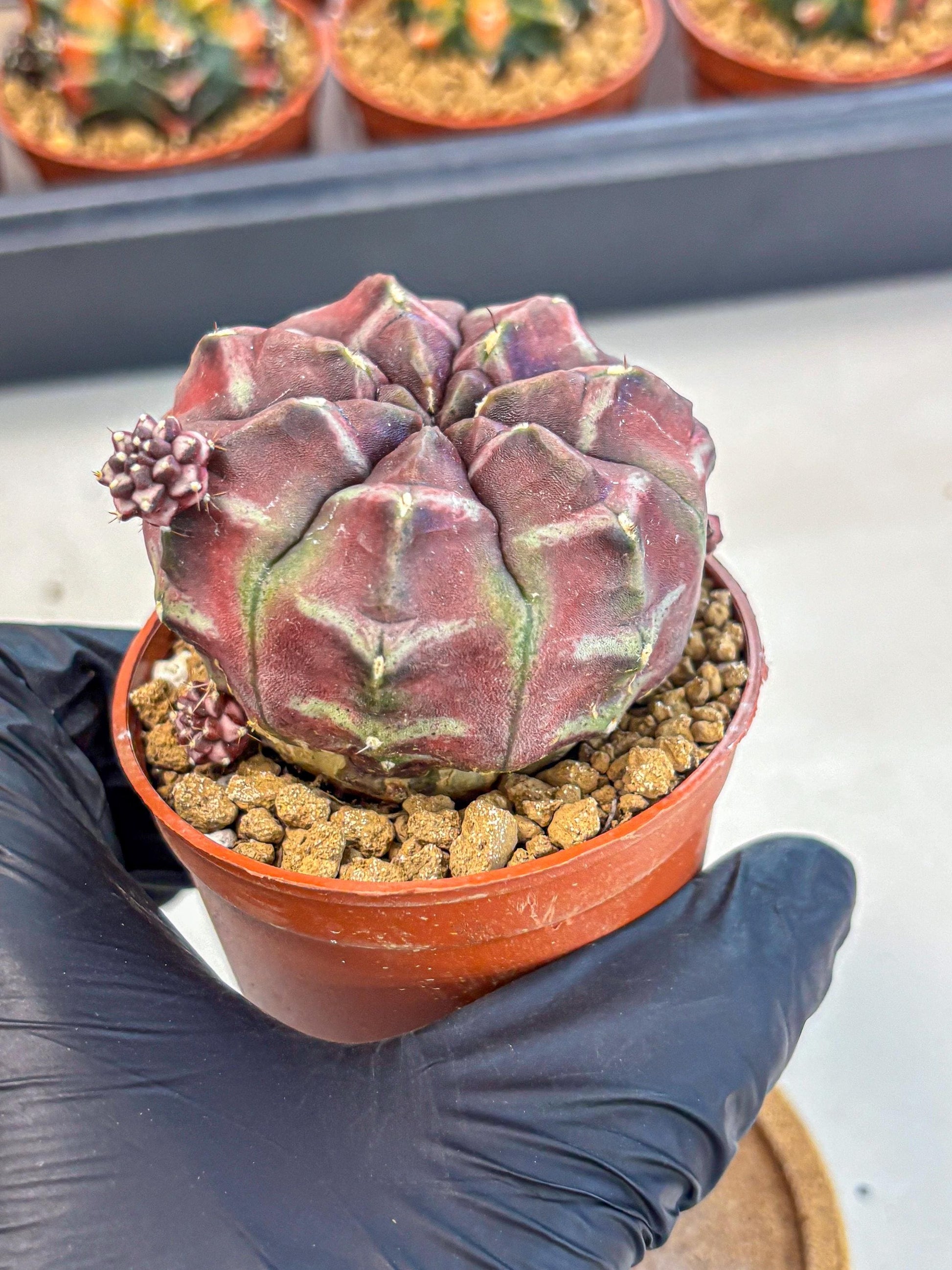 Gymnocalycium Daydream (gy7) (g5) | Rare Hybrids