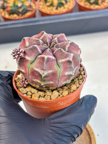 Gymnocalycium Daydream (gy7) (g5) | Rare Hybrids
