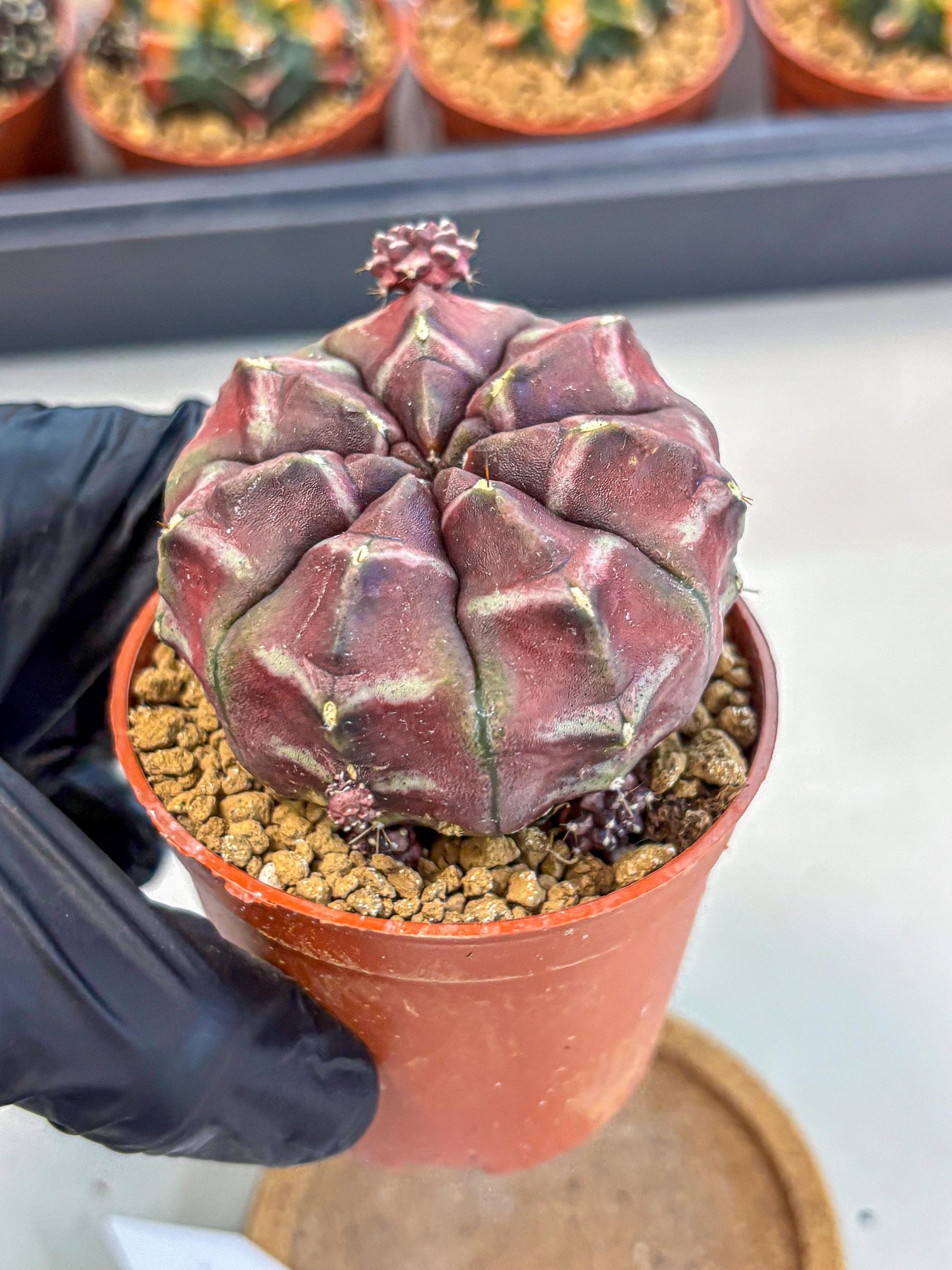 Gymnocalycium Daydream (gy7) (g5) | Rare Hybrids