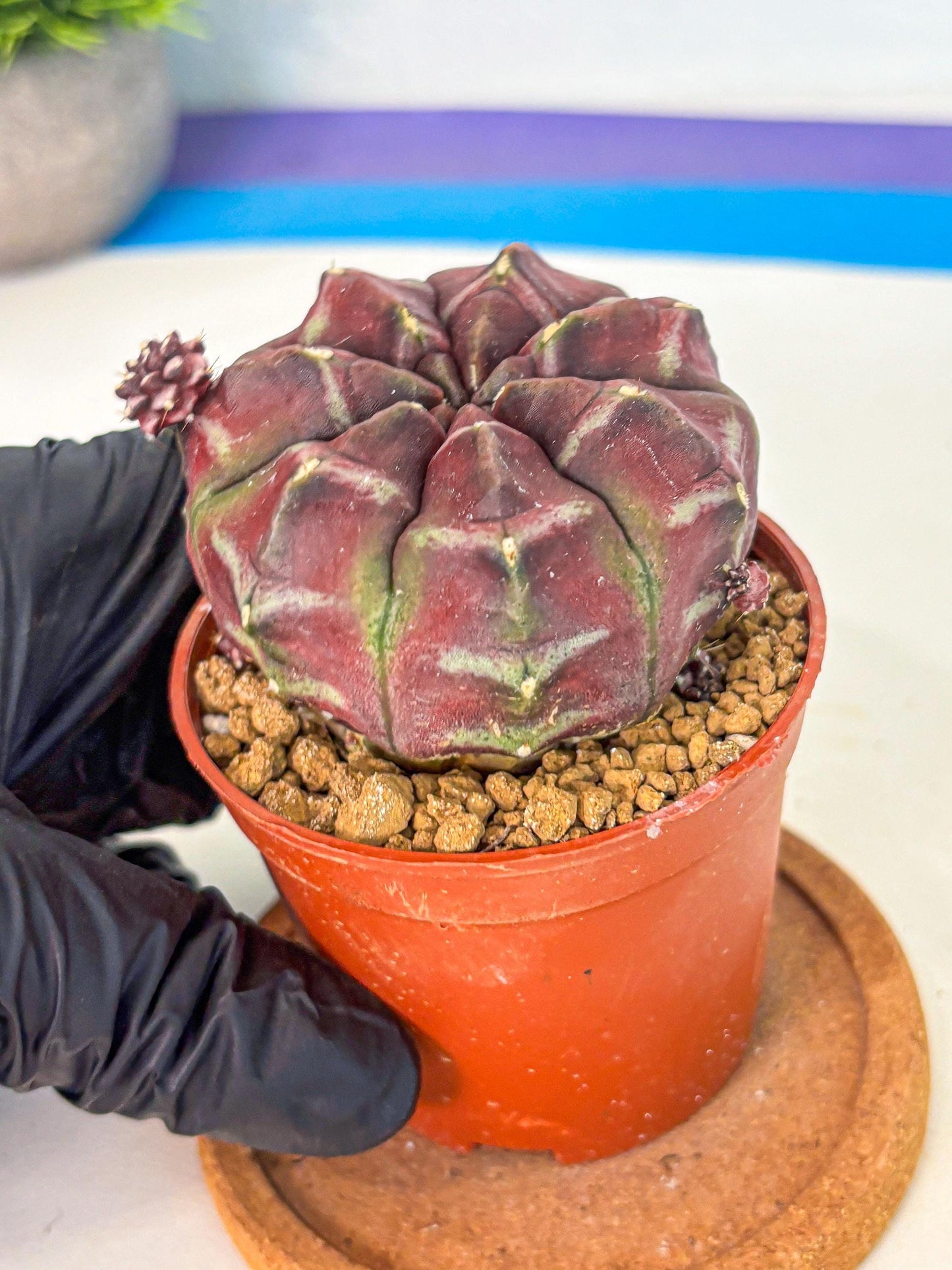 Gymnocalycium Daydream (gy7) (g5) | Rare Hybrids
