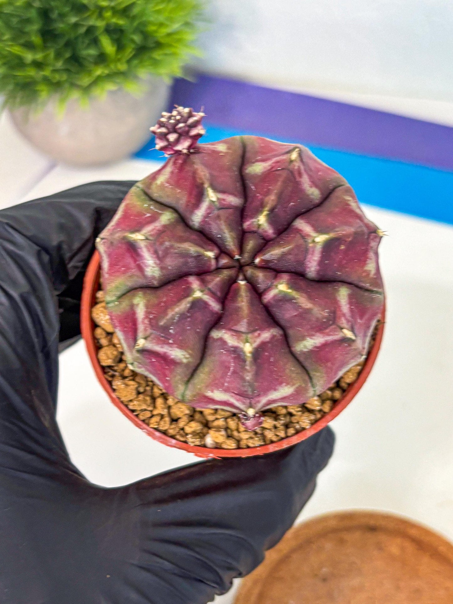 Gymnocalycium Daydream (gy7) (g5) | Rare Hybrids