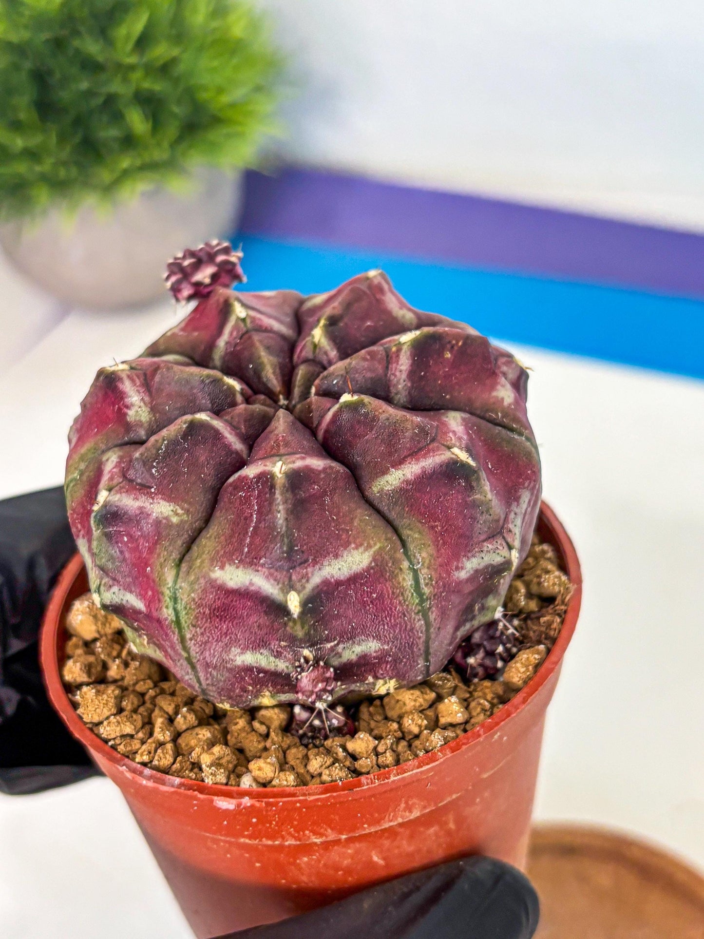 Gymnocalycium Daydream (gy7) (g5) | Rare Hybrids