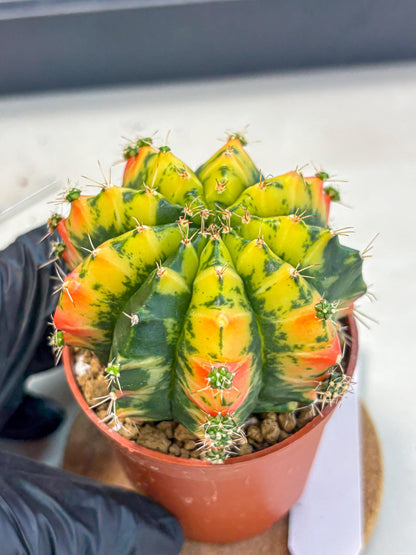 Gymnocalycium Mandarin (gy7) (g4) | Rare Hybrid cactus
