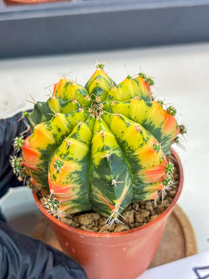 Gymnocalycium Mandarin (gy7) (g4) | Rare Hybrid cactus