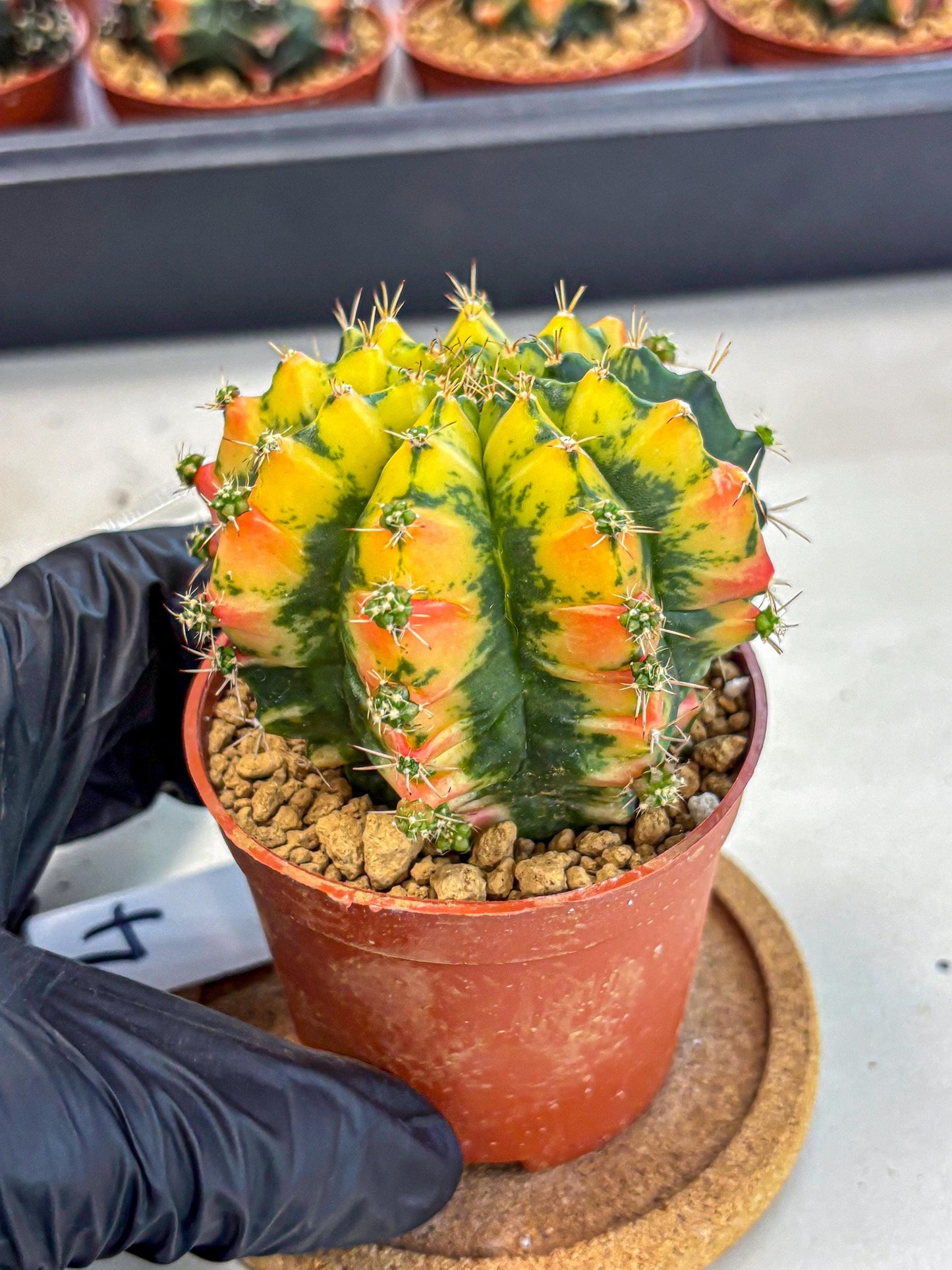 Gymnocalycium Mandarin (gy7) (g4) | Rare Hybrid cactus