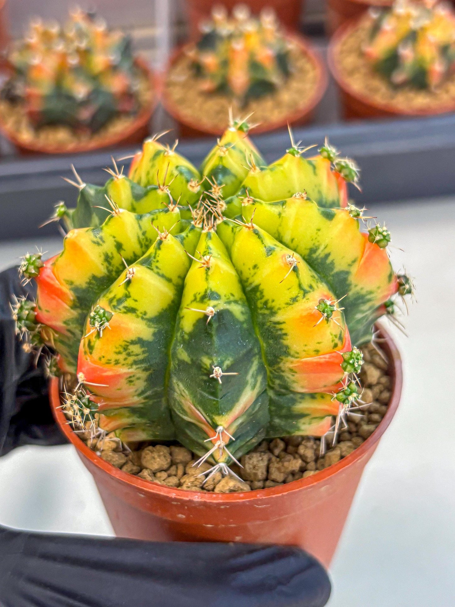 Gymnocalycium Mandarin (gy7) (g4) | Rare Hybrid cactus
