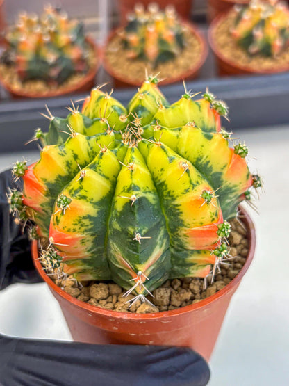 Gymnocalycium Mandarin (gy7) (g4) | Rare Hybrid cactus