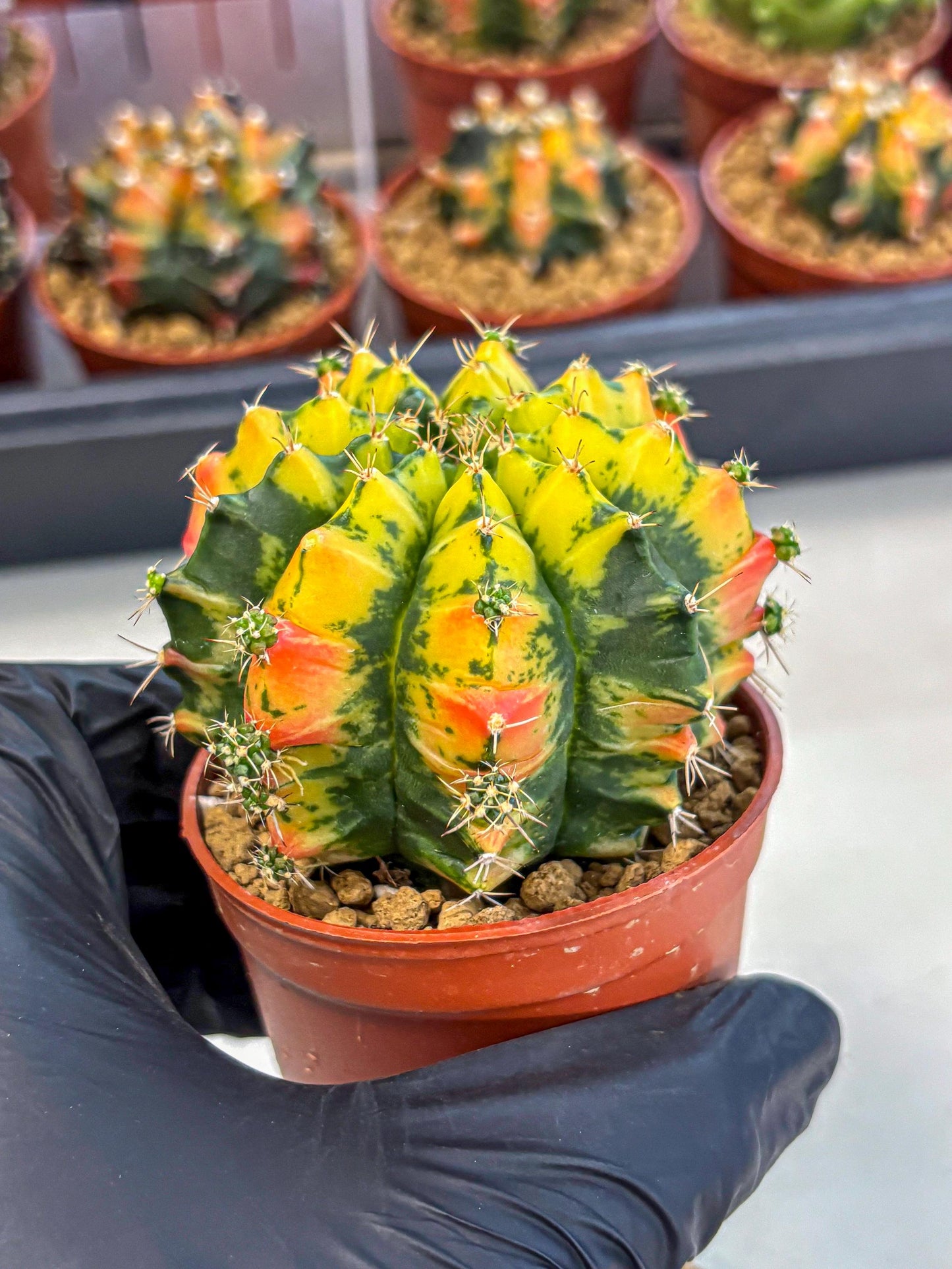 Gymnocalycium Mandarin (gy7) (g4) | Rare Hybrid cactus