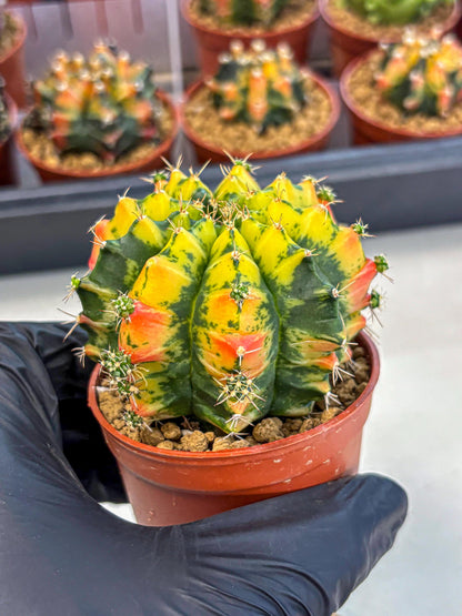 Gymnocalycium Mandarin (gy7) (g4) | Rare Hybrid cactus