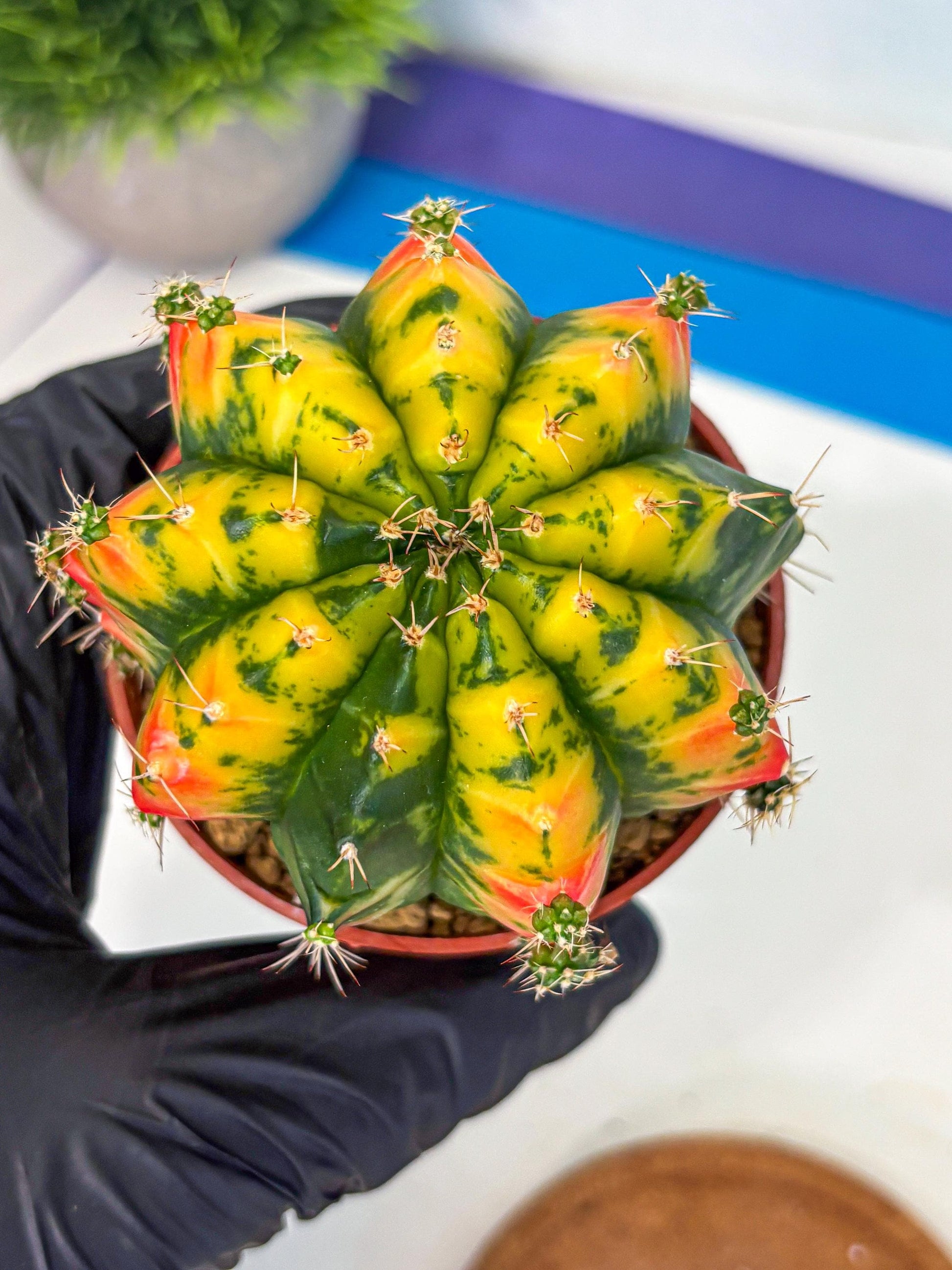 Gymnocalycium Mandarin (gy7) (g4) | Rare Hybrid cactus