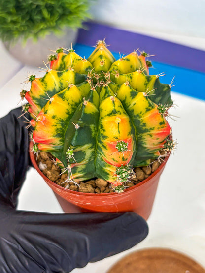 Gymnocalycium Mandarin (gy7) (g4) | Rare Hybrid cactus