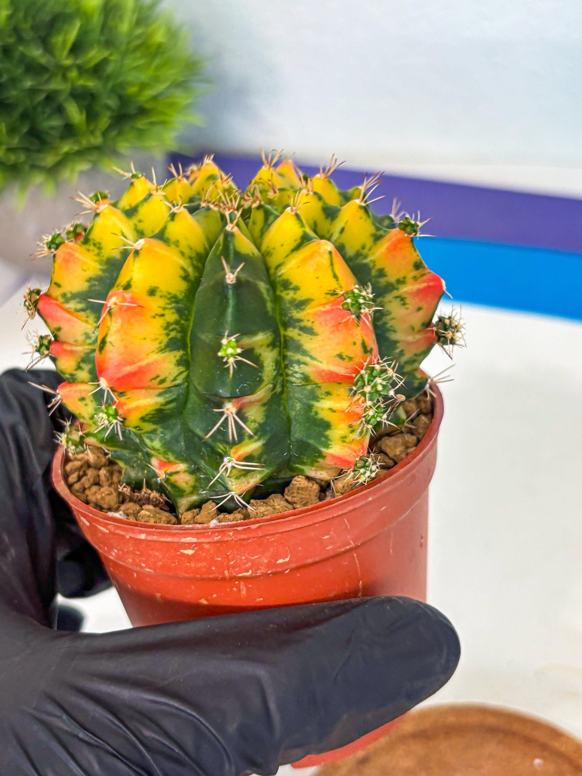 Gymnocalycium Mandarin (gy7) (g4) | Rare Hybrid cactus
