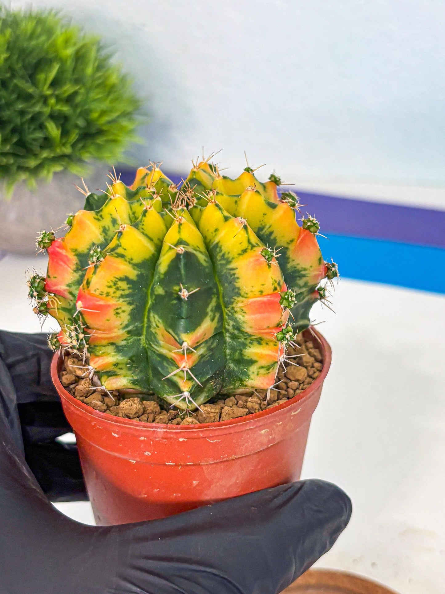Gymnocalycium Mandarin (gy7) (g4) | Rare Hybrid cactus