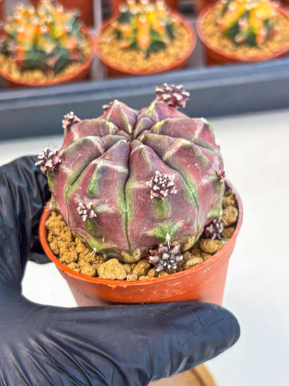 Gymnocalycium Daydream (gy7) (g6) | Rare Hybrids