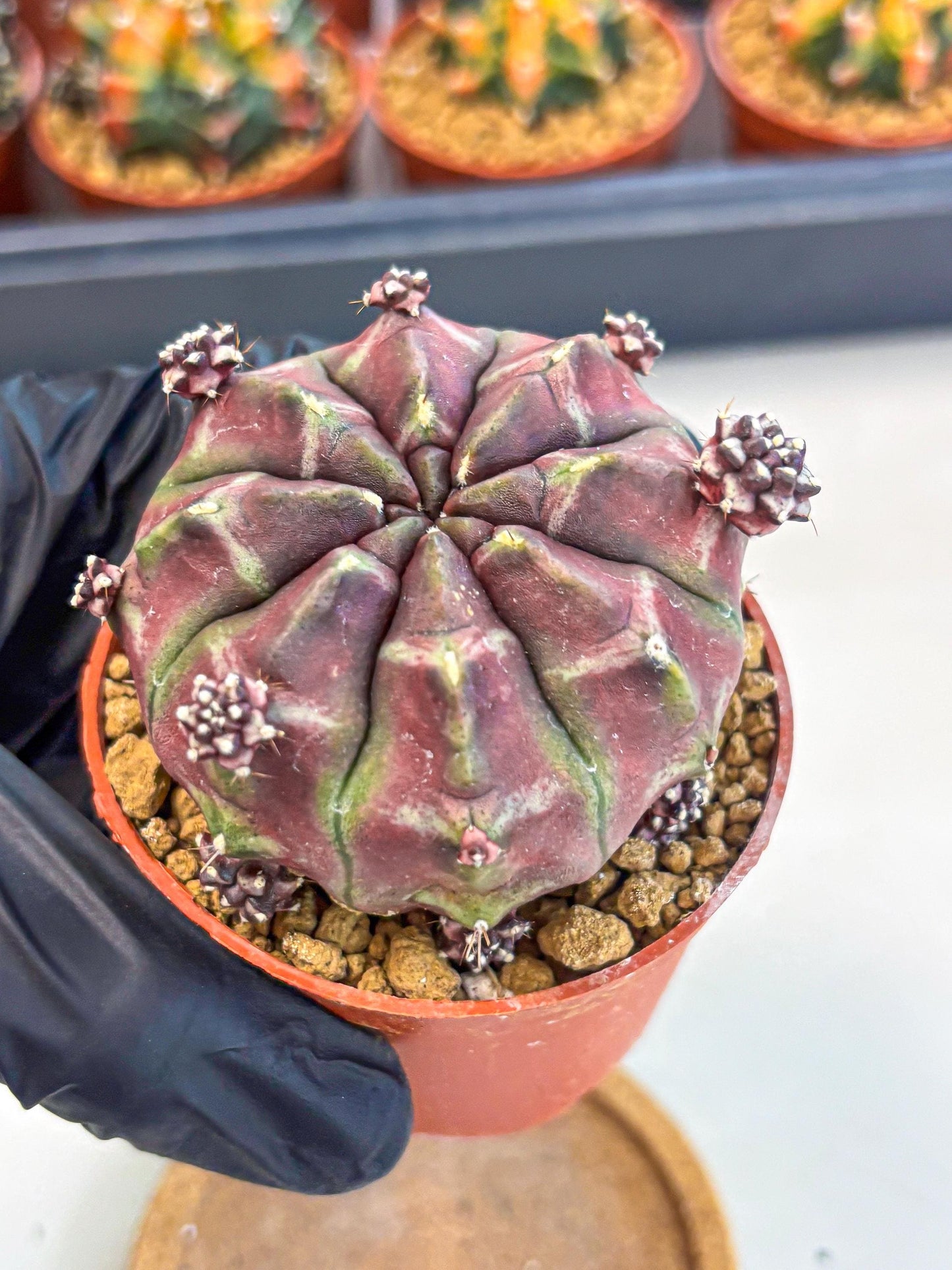 Gymnocalycium Daydream (gy7) (g6) | Rare Hybrids