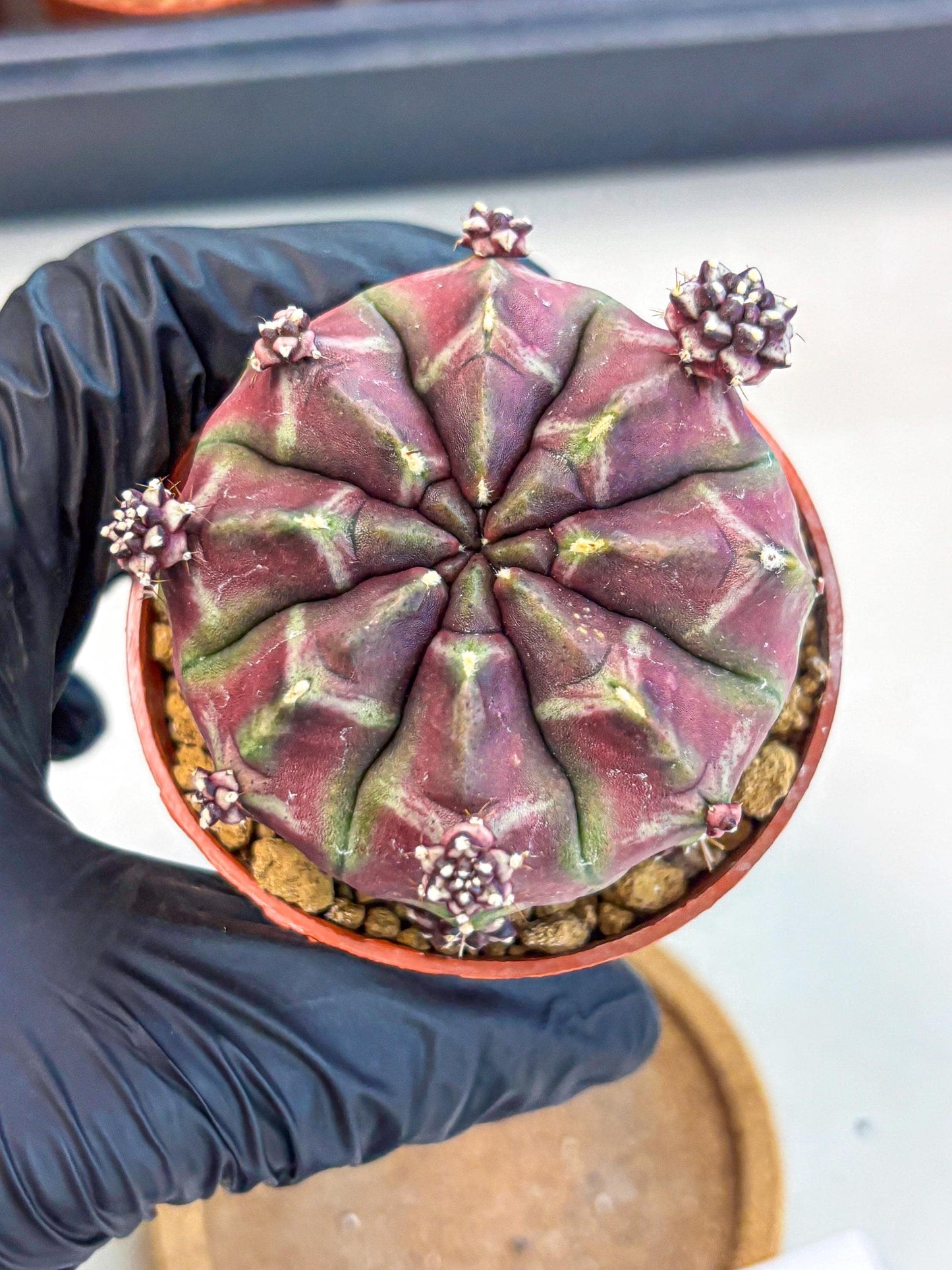 Gymnocalycium Daydream (gy7) (g6) | Rare Hybrids