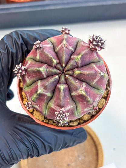 Gymnocalycium Daydream (gy7) (g6) | Rare Hybrids