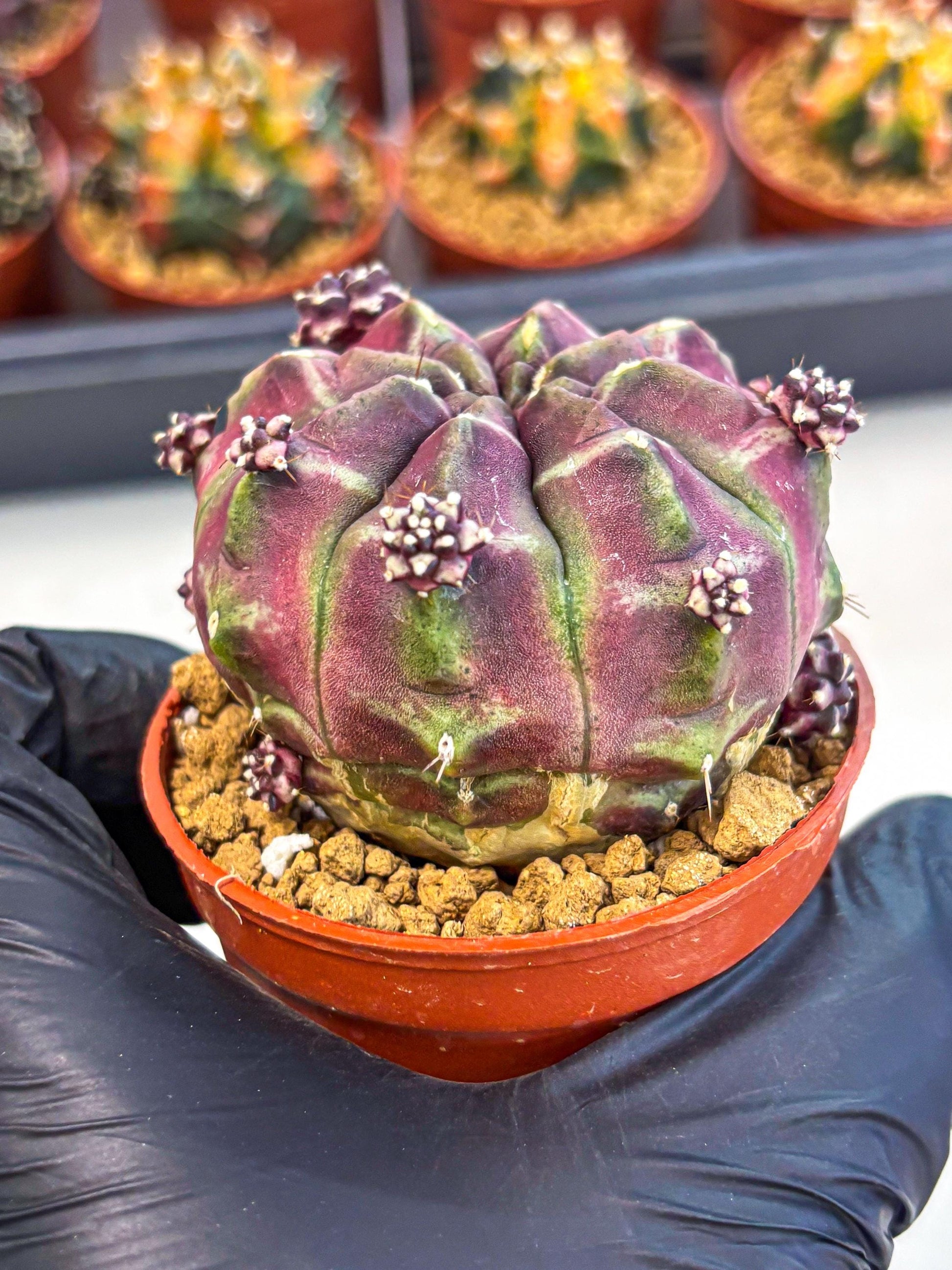 Gymnocalycium Daydream (gy7) (g6) | Rare Hybrids