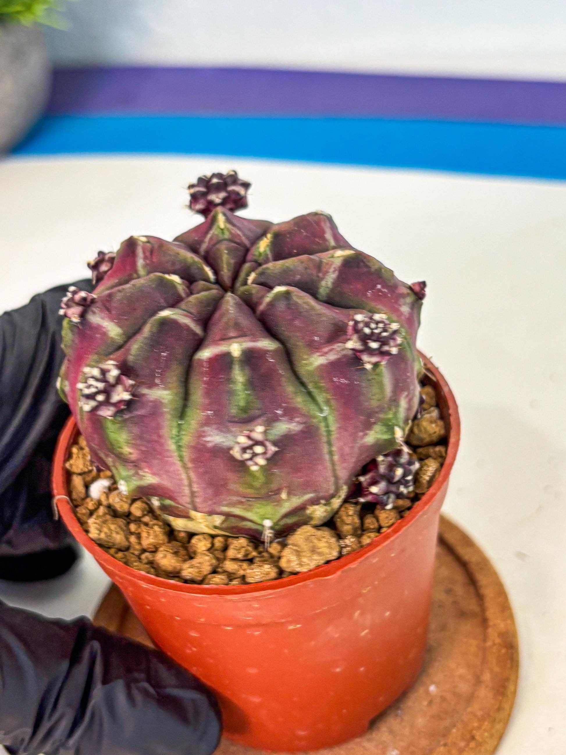 Gymnocalycium Daydream (gy7) (g6) | Rare Hybrids