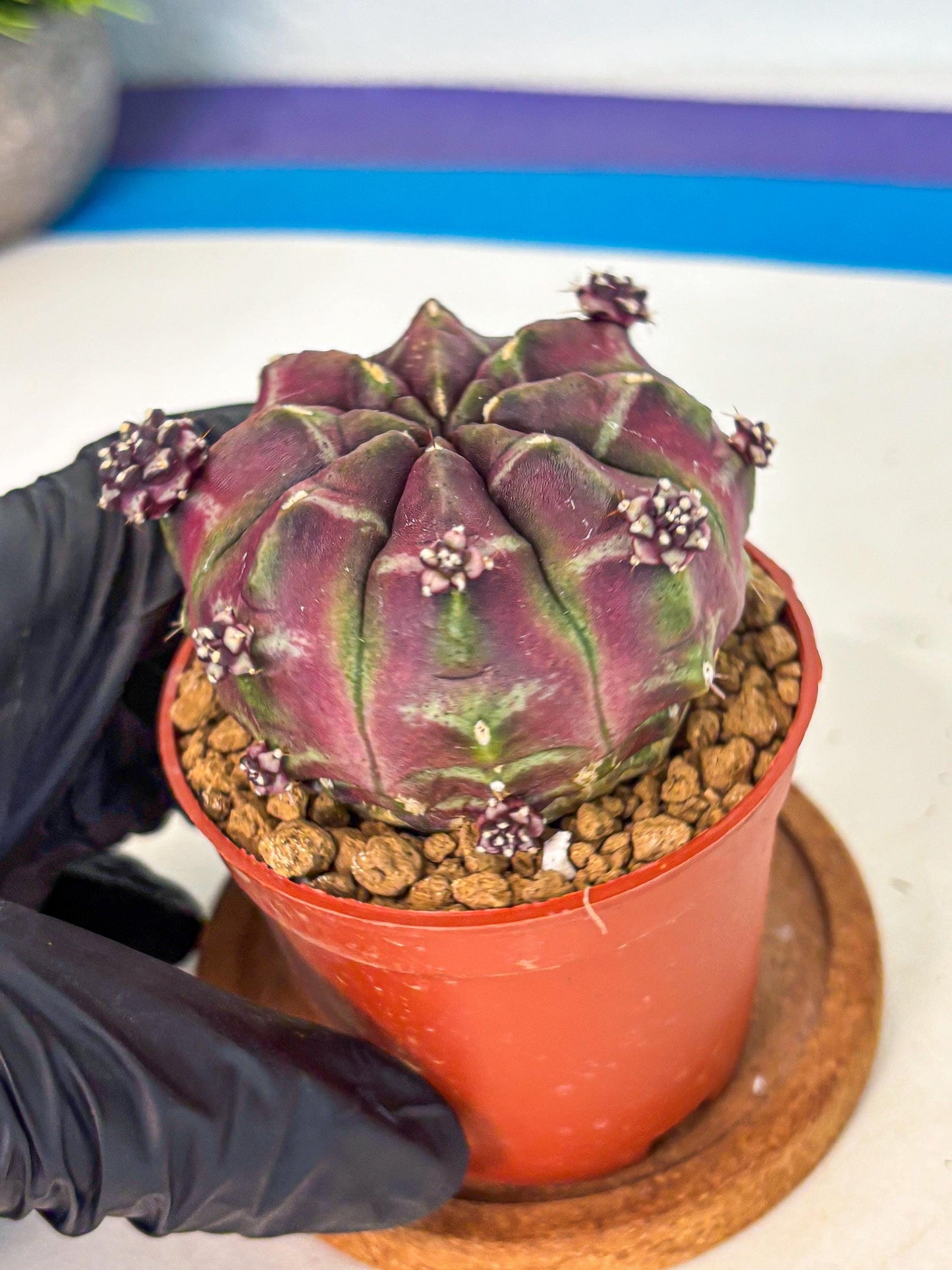 Gymnocalycium Daydream (gy7) (g6) | Rare Hybrids