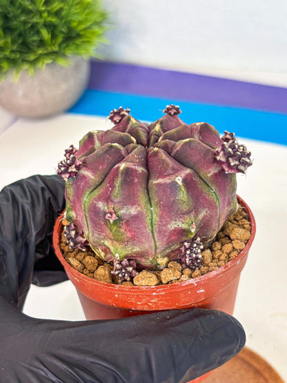 Gymnocalycium Daydream (gy7) (g6) | Rare Hybrids