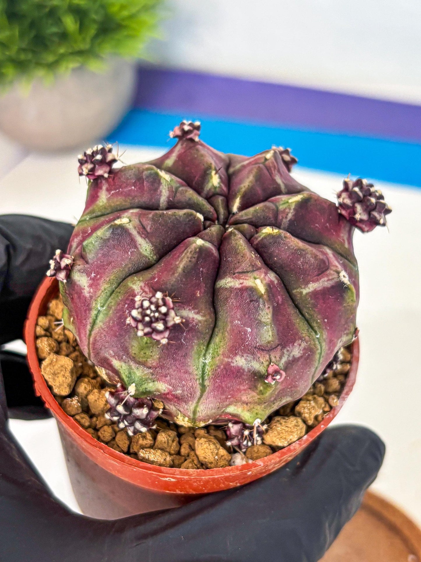 Gymnocalycium Daydream (gy7) (g6) | Rare Hybrids