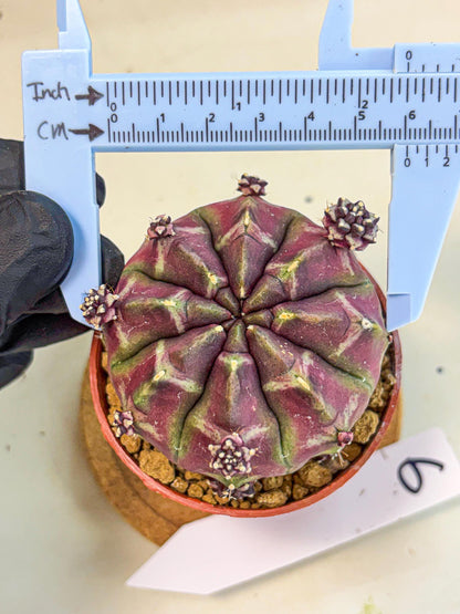 Gymnocalycium Daydream (gy7) (g6) | Rare Hybrids