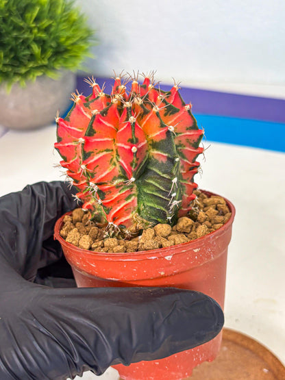 Gymnocalycium Japan Clone (gy7) (g7) | Special Hybrid cactus