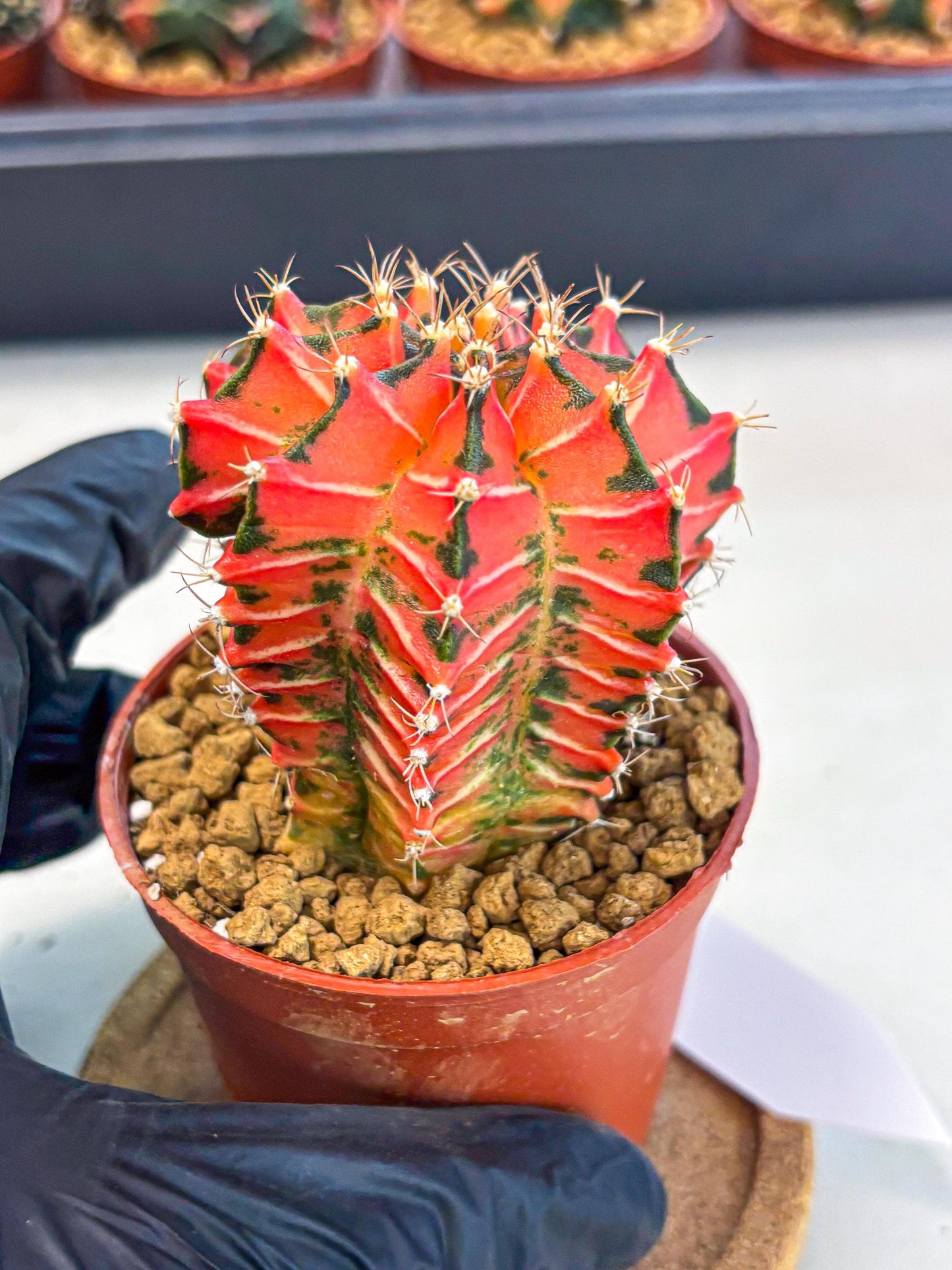 Gymnocalycium Japan Clone (gy7) (g7) | Special Hybrid cactus