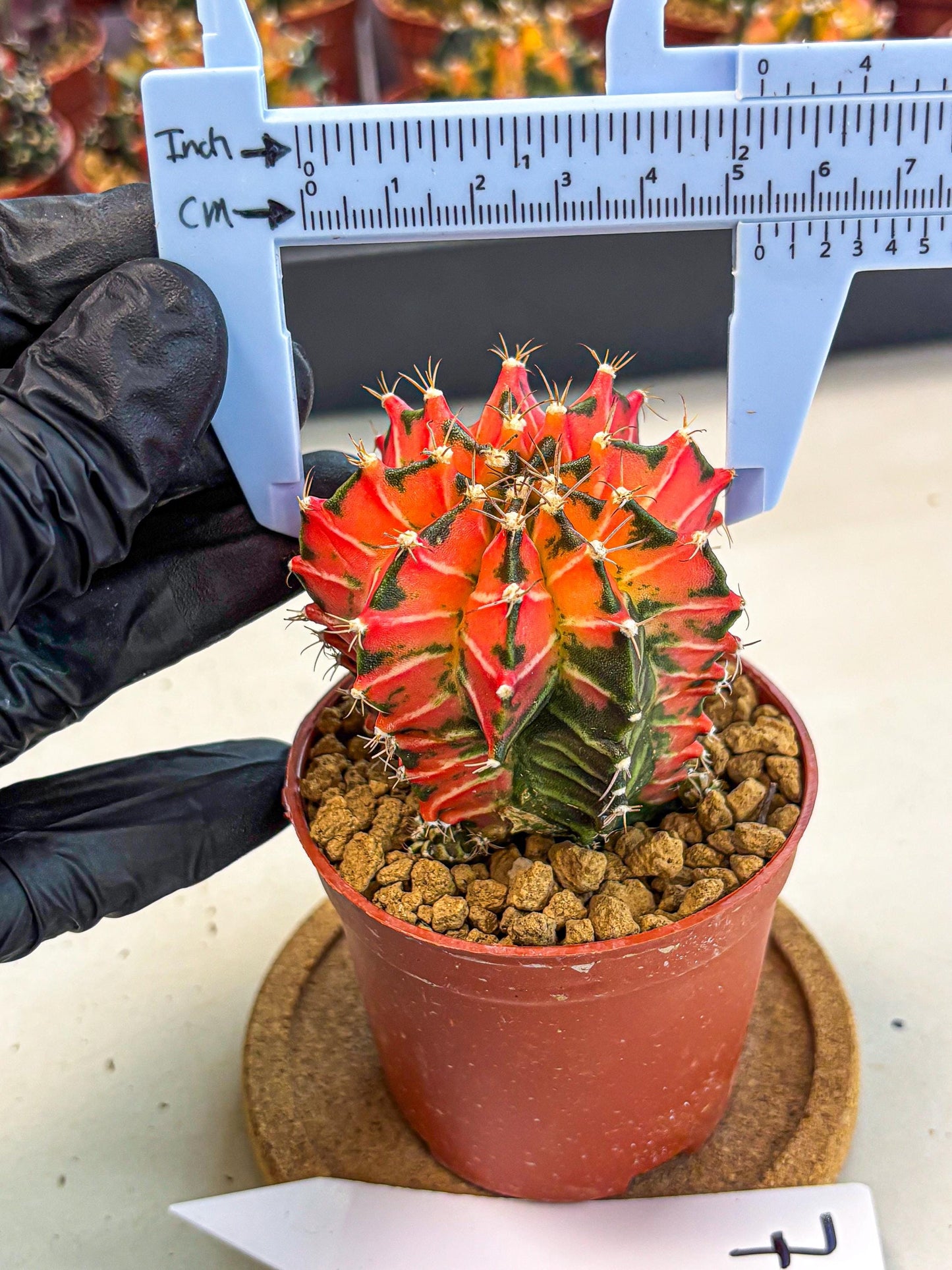 Gymnocalycium Japan Clone (gy7) (g7) | Special Hybrid cactus