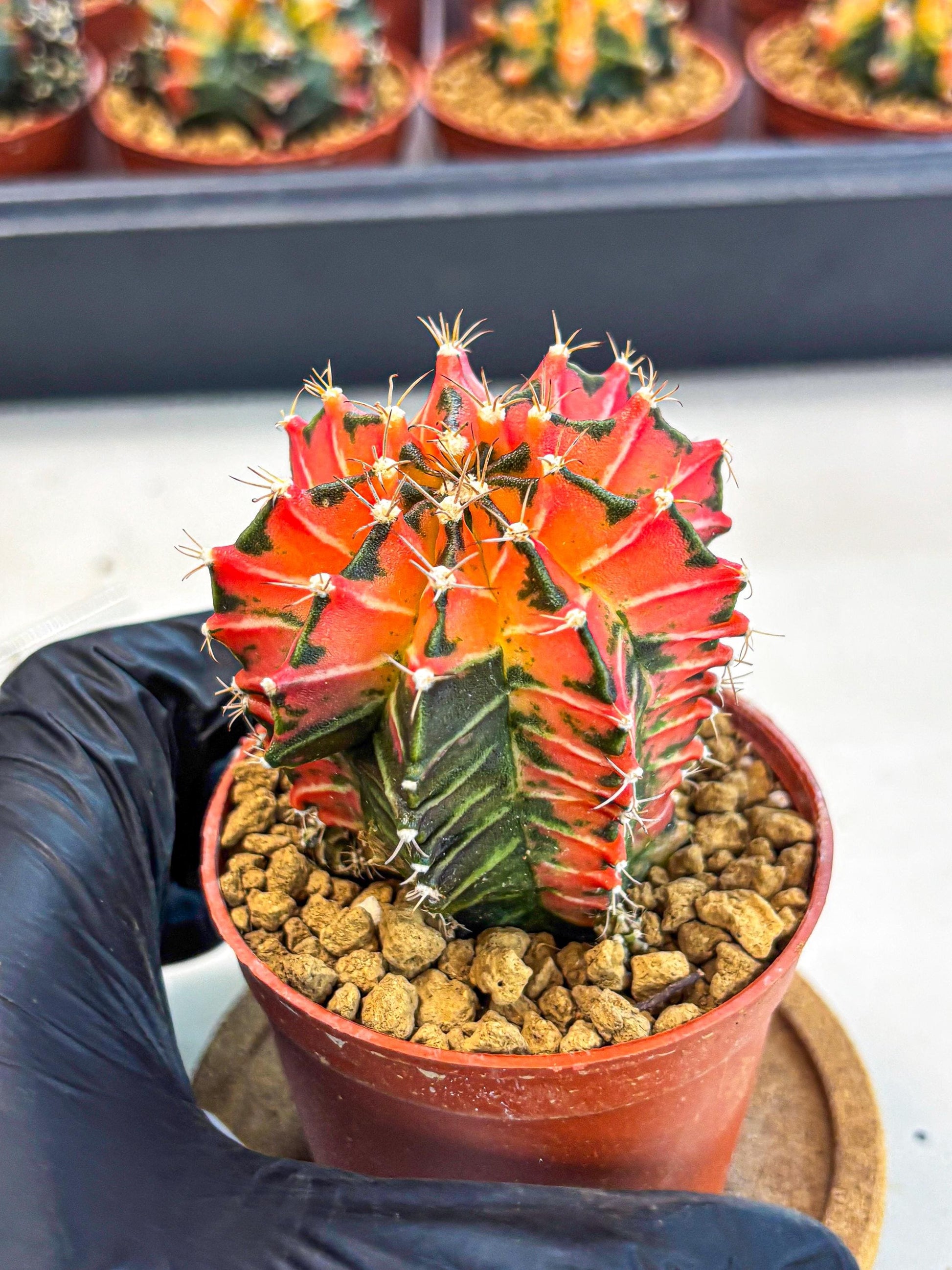 Gymnocalycium Japan Clone (gy7) (g7) | Special Hybrid cactus