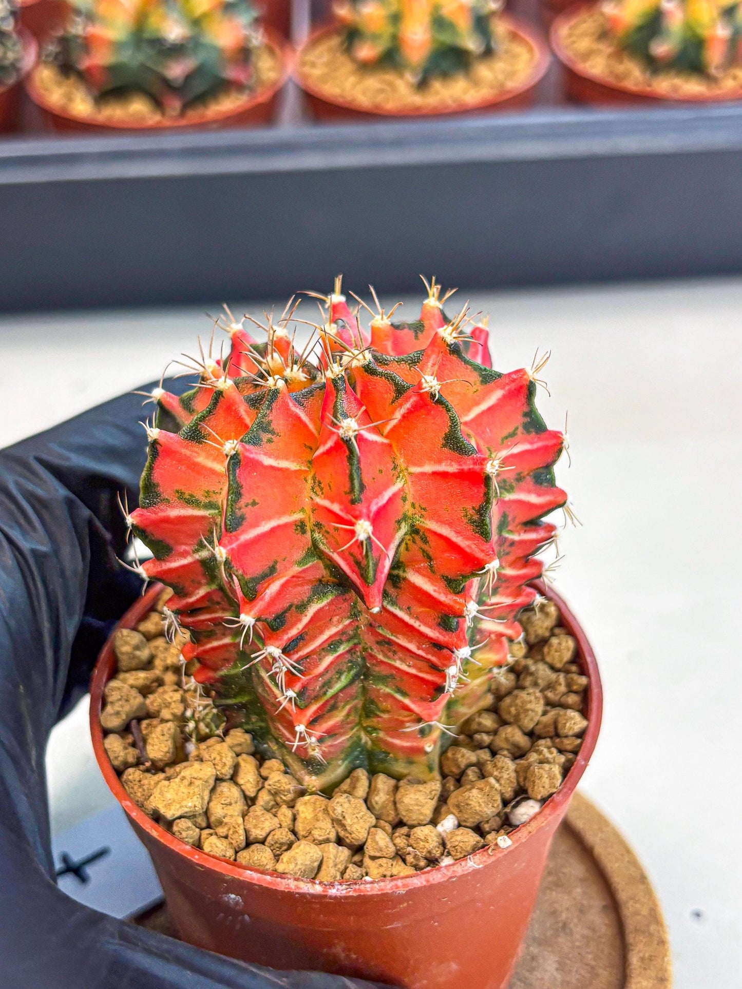 Gymnocalycium Japan Clone (gy7) (g7) | Special Hybrid cactus