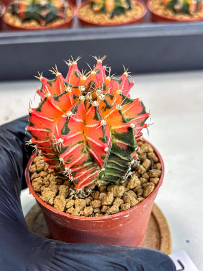 Gymnocalycium Japan Clone (gy7) (g7) | Special Hybrid cactus
