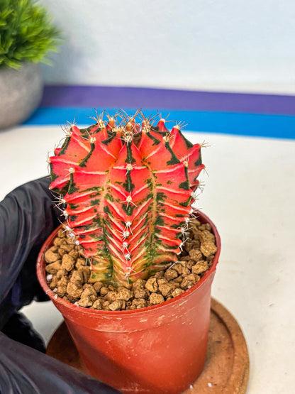 Gymnocalycium Japan Clone (gy7) (g7) | Special Hybrid cactus
