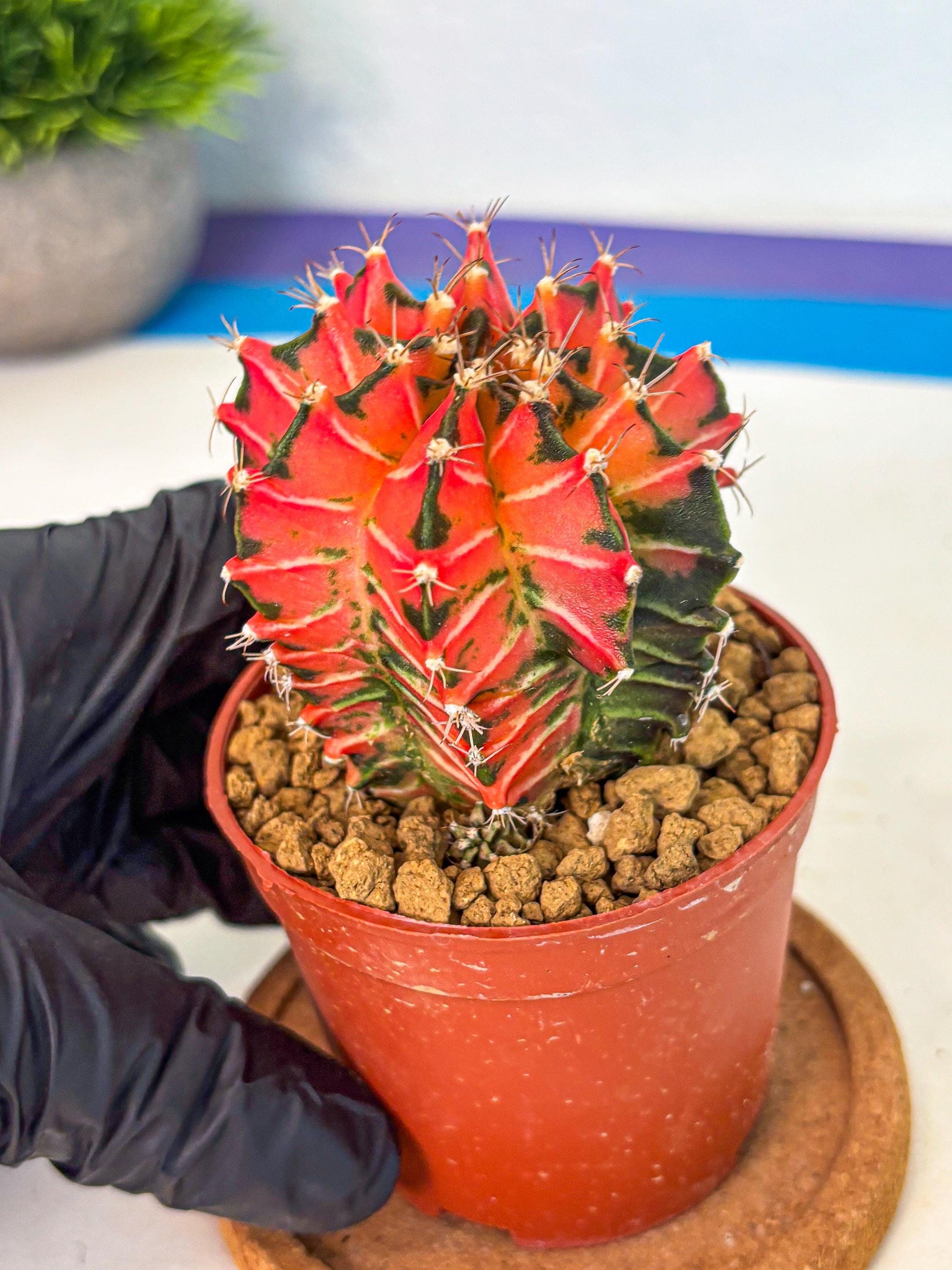 Gymnocalycium Japan Clone (gy7) (g7) | Special Hybrid cactus