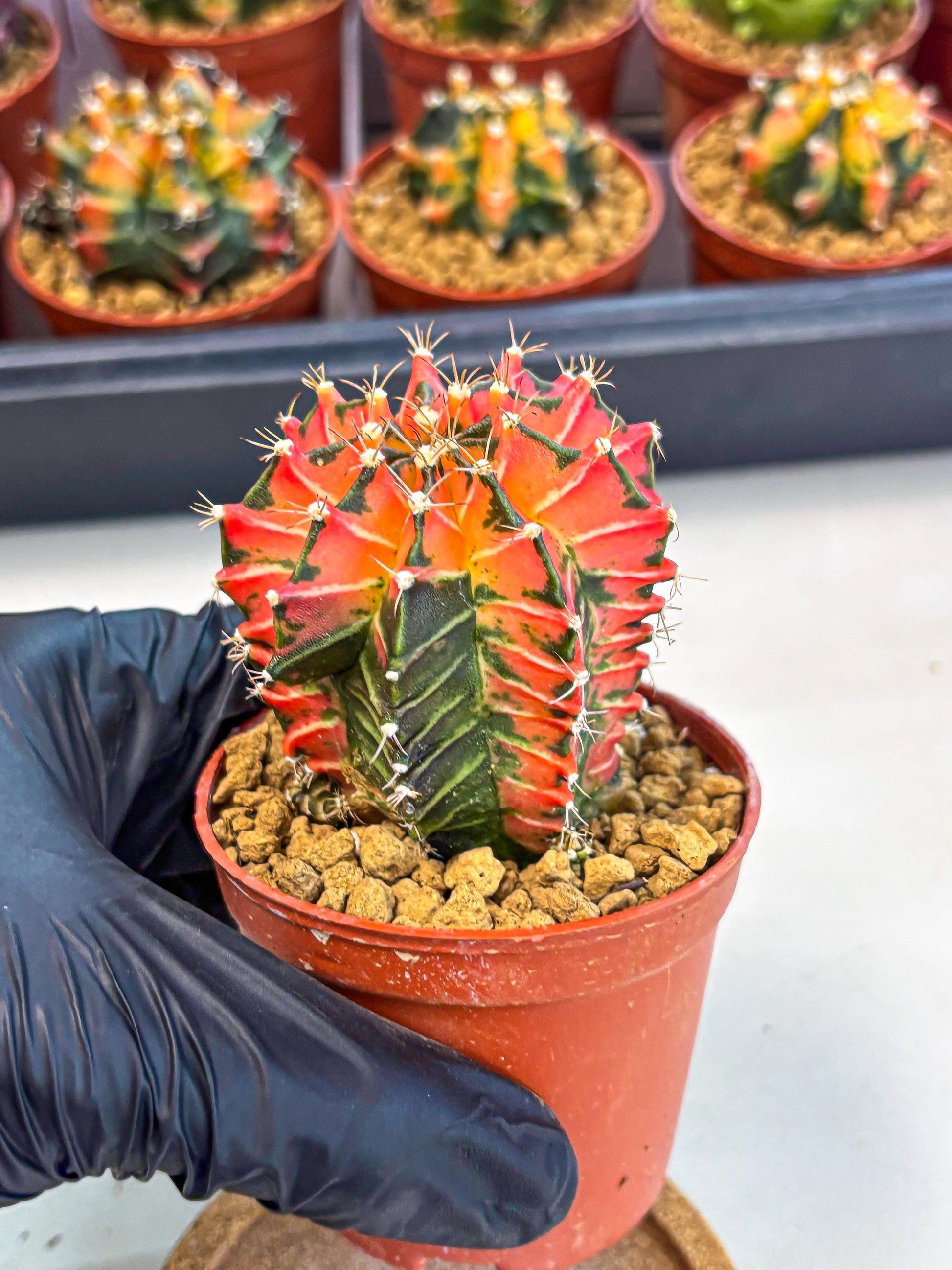 Gymnocalycium Japan Clone (gy7) (g7) | Special Hybrid cactus