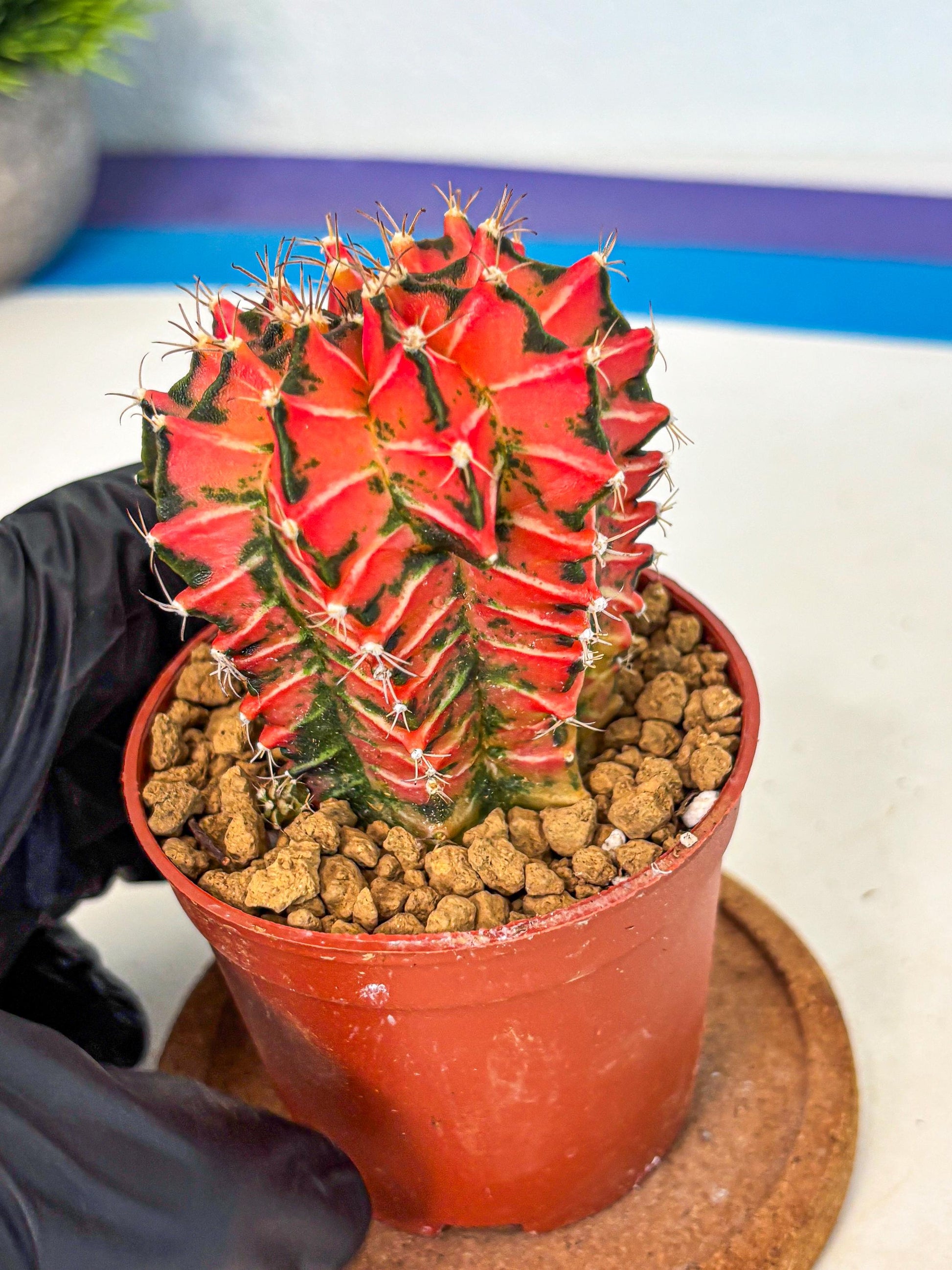 Gymnocalycium Japan Clone (gy7) (g7) | Special Hybrid cactus
