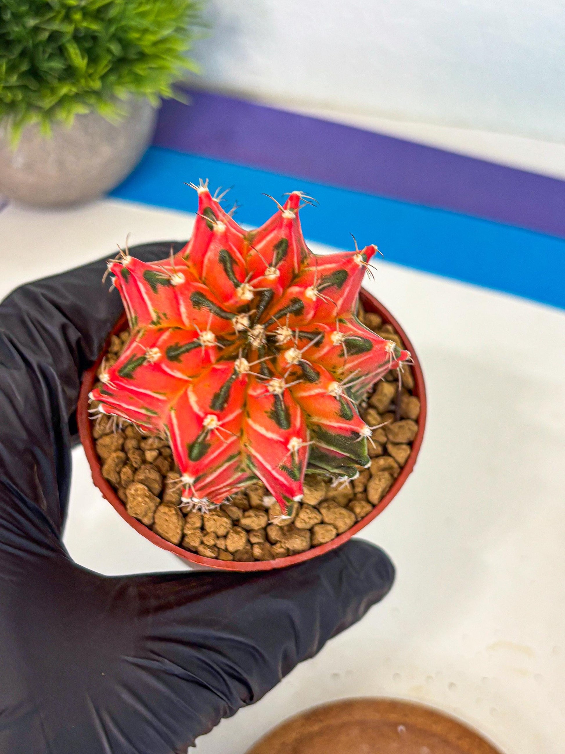 Gymnocalycium Japan Clone (gy7) (g7) | Special Hybrid cactus